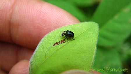 カシルリオトシブミ