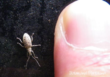 カシワクチブトゾウムシ