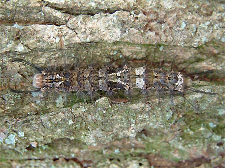 カシワマイマイ幼虫