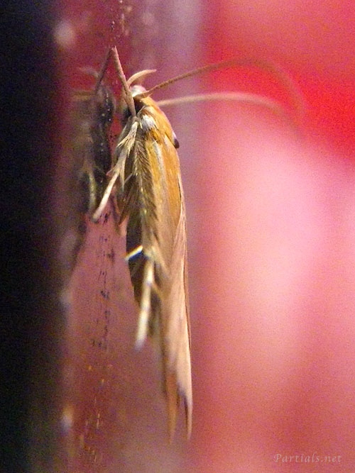 カタアカマイコガ