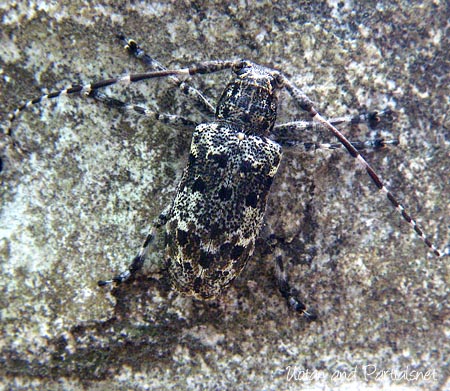 カタシロゴマフカミキリ