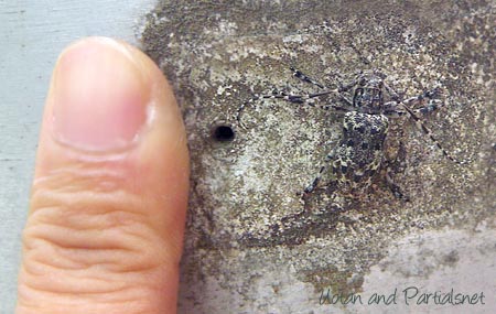 カタシロゴマフカミキリ