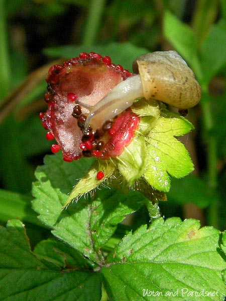 マイマイの一種