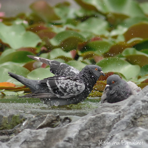 カワラバト、ドバト