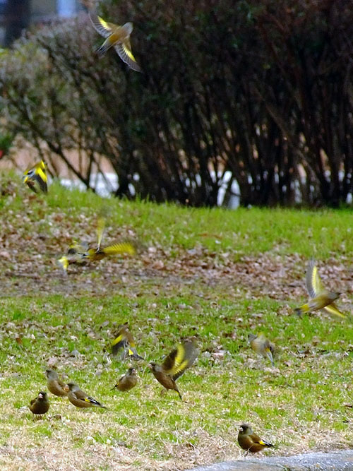カワラヒワの群れ