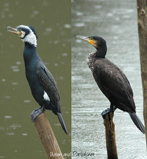 カワウの婚姻色と亜成鳥