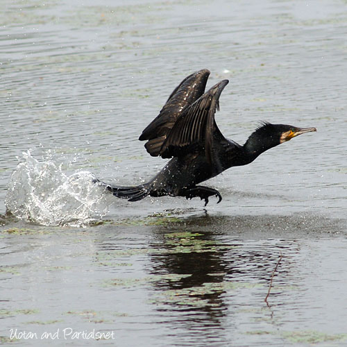 飛び立つカワウの助走