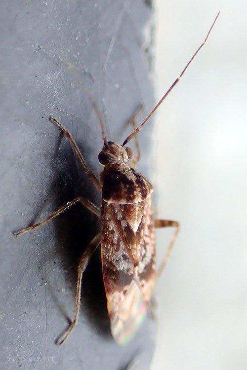 ケブカカスミカメ