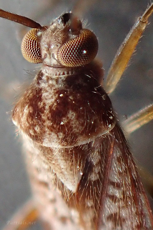 ケブカカスミカメ