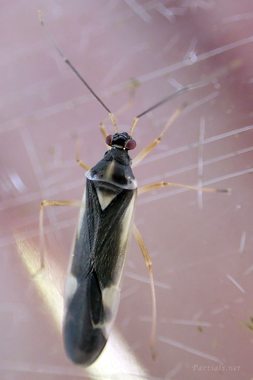 ケブカキベリナガカスミカメ
