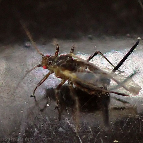 ケクダアブラムシ