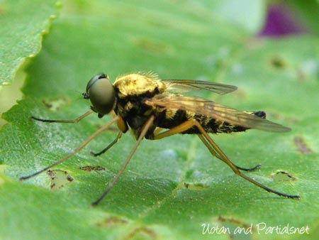 キアシキンシギアブ