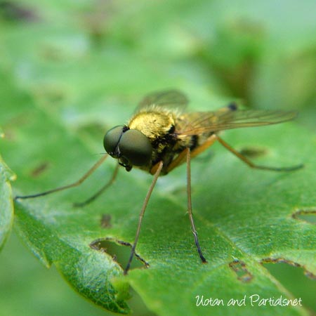 キアシキンシギアブ