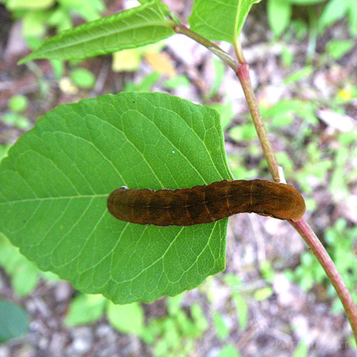 キバラモクメキリガの幼虫