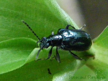 キバラルリクビボソハムシ