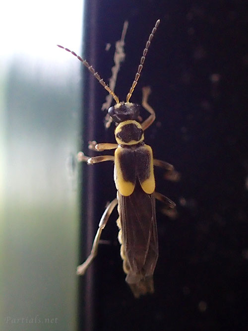 キベリコバネジョウカイ