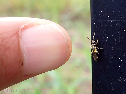 キベリコバネジョウカイ