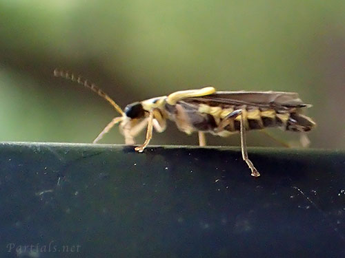 キベリコバネジョウカイ