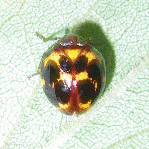 キボシマルウンカ