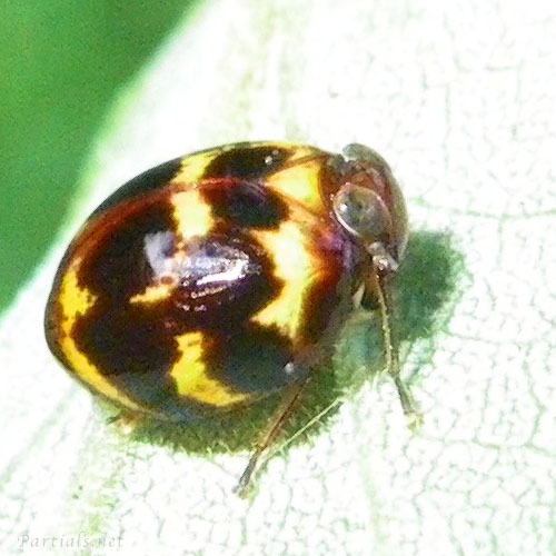 キボシマルウンカ