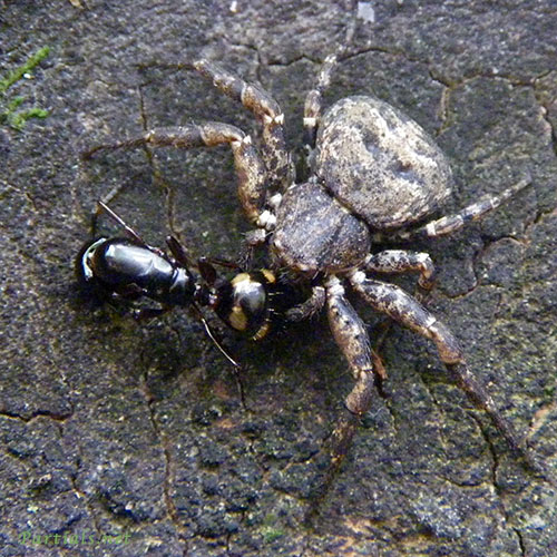 キハダカニグモ♀