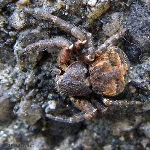 キハダカニグモ♀