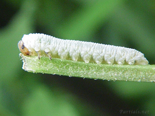 キイロハバチ幼虫