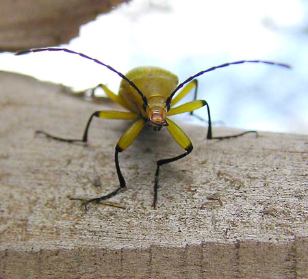 キイロクチキムシ