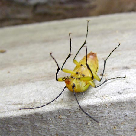 キイロクチキムシ