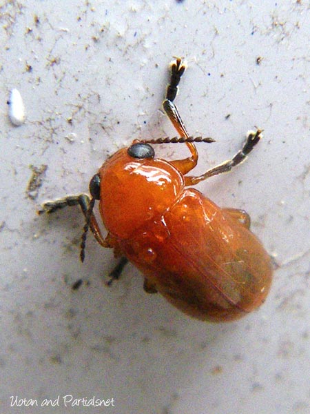 キイロナガツツハムシ