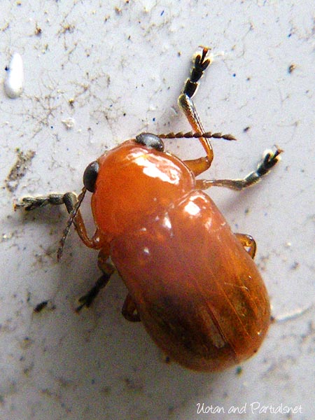 キイロナガツツハムシ