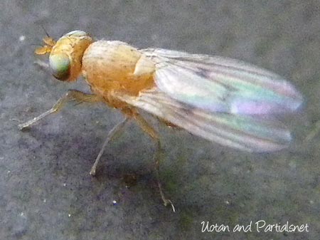 シマバエの一種か？