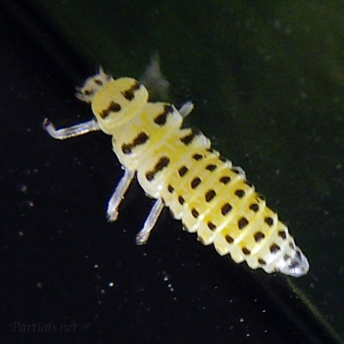 キイロテントウ幼虫