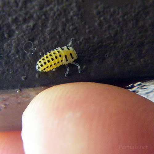 キイロテントウの前蛹