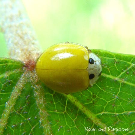 キイロテントウ