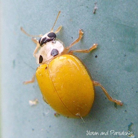 キイロテントウ