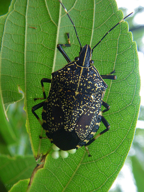 キマダラカメムシの産卵