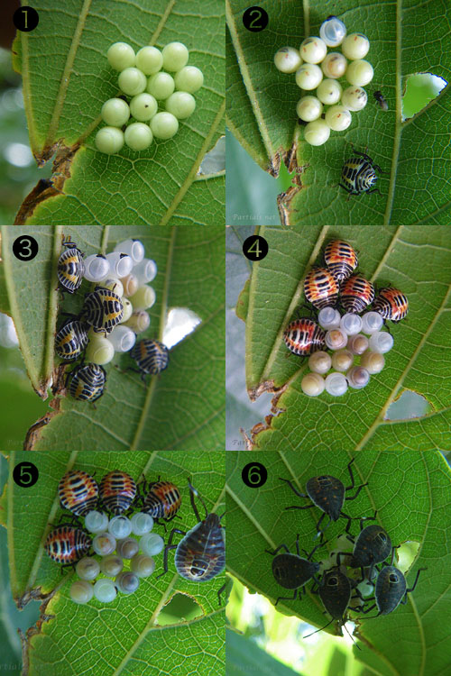 キマダラカメムシの産卵から孵化、2齢幼虫まで
