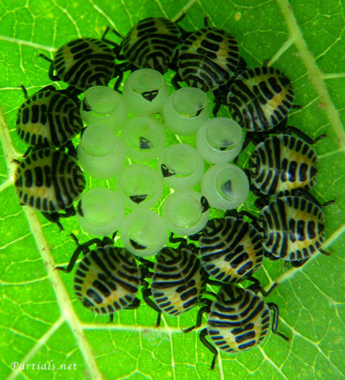 キマダラカメムシ孵化