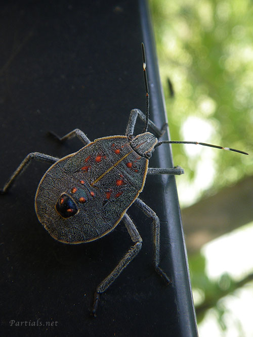 キマダラカメムシ