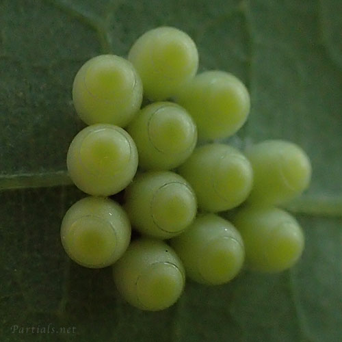 キマダラカメムシの卵