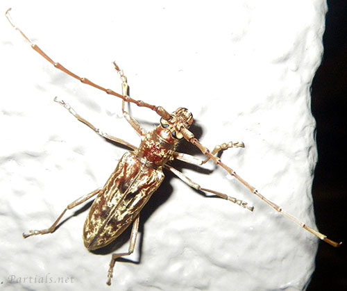 キマダラカミキリ