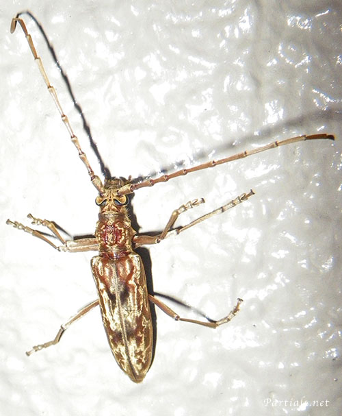 キマダラカミキリ