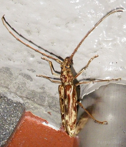 キマダラカミキリ