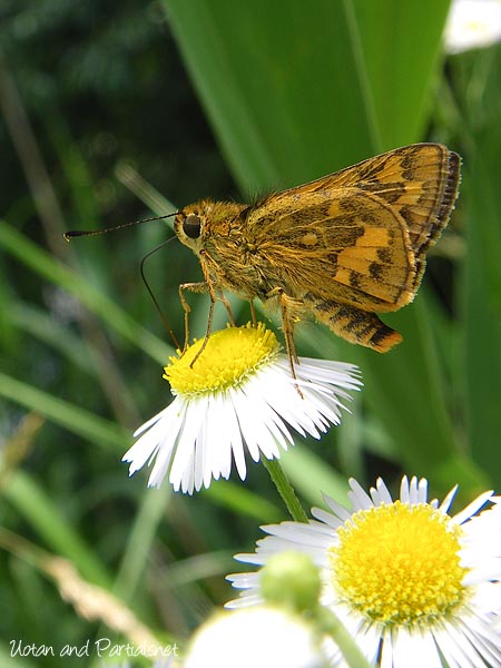 キマダラセセリ