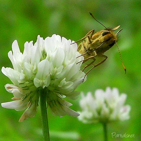 キマダラセセリ