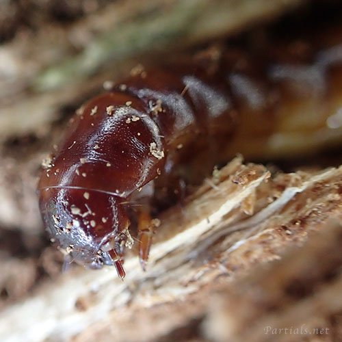 キマワリの一種