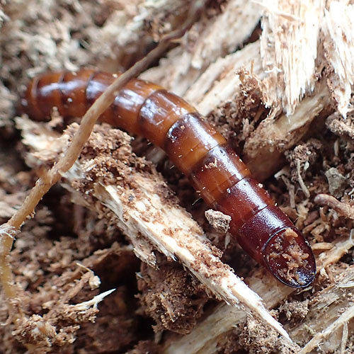 キマワリの一種