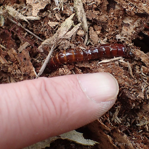 キマワリの一種