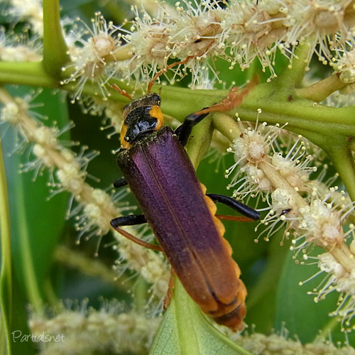 キンイロジョウカイ